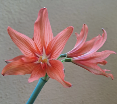 Hippeastrum santacatarina 5 Pieces Seeds