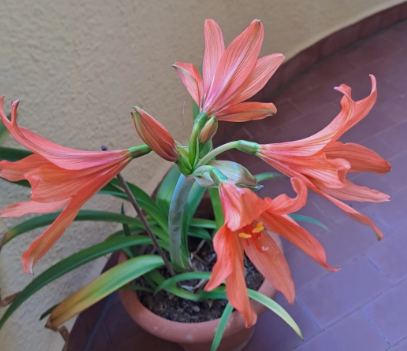 Hippeastrum santacatarina 5 Pieces Seeds
