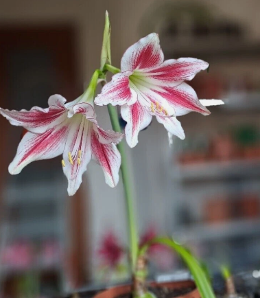 Hippeastrum Tweedianum 4 Pieces Seeds