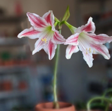 Hippeastrum Tweedianum 4 Pieces Seeds