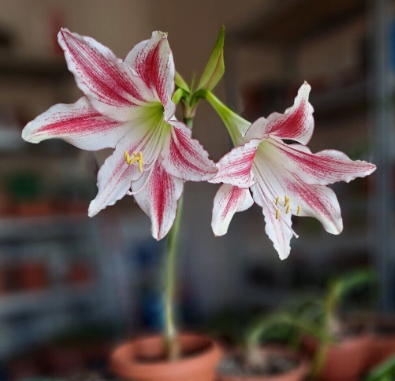 Hippeastrum Tweedianum 4 Pieces Seeds