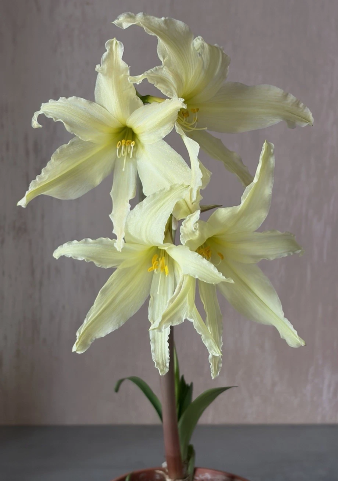Hippeastrum Evansiae 4 Pieces Seeds