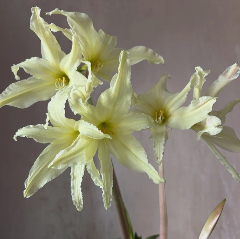 Hippeastrum Evansiae 4 Pieces Seeds