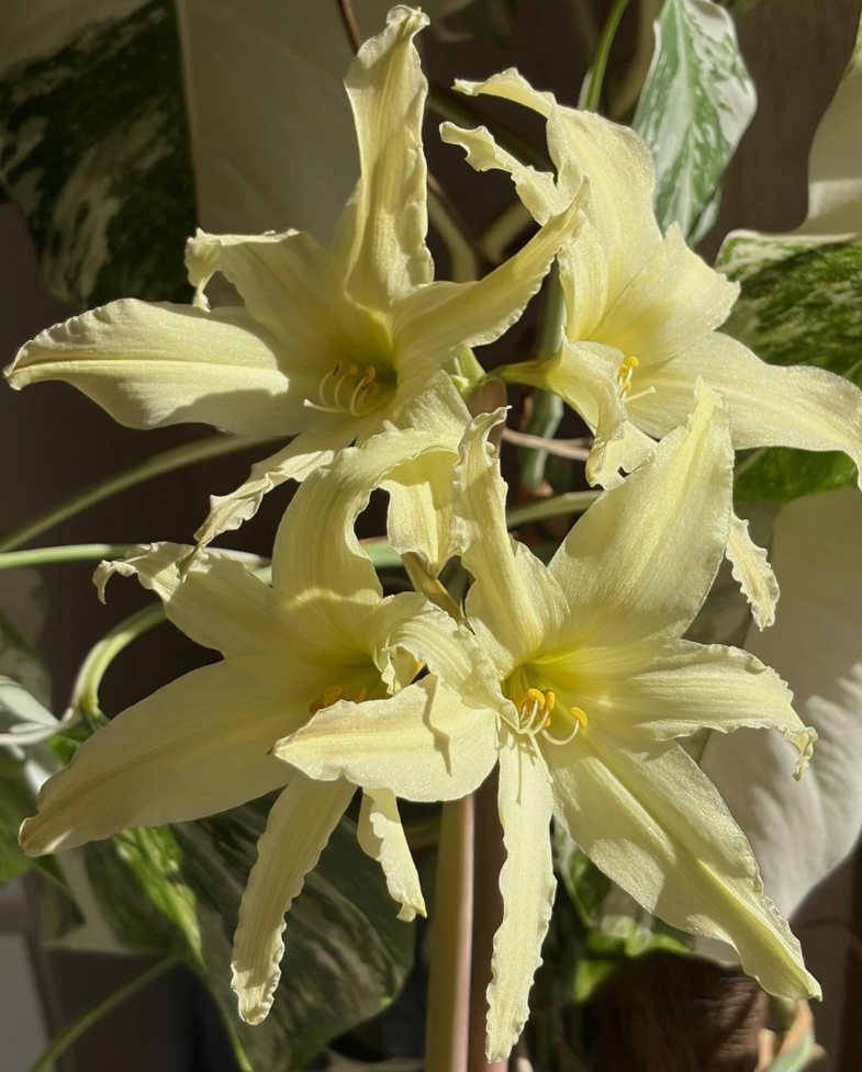 Hippeastrum Evansiae 4 Pieces Seeds