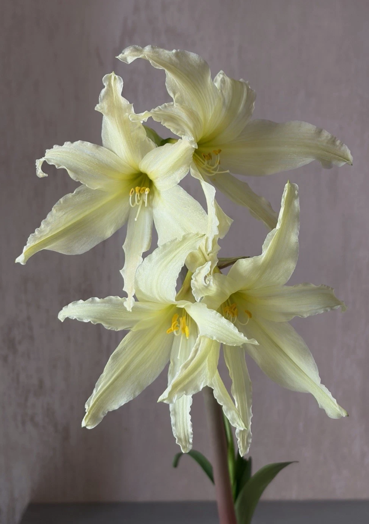Hippeastrum Evansiae 4 Pieces Seeds