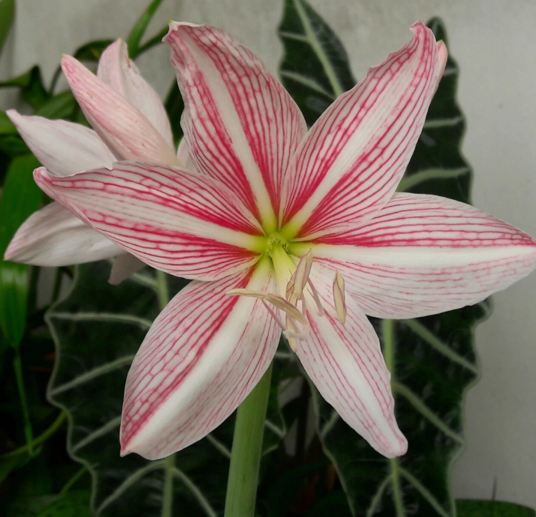 Hippeastrum Reticulatum 4 Pieces Seeds