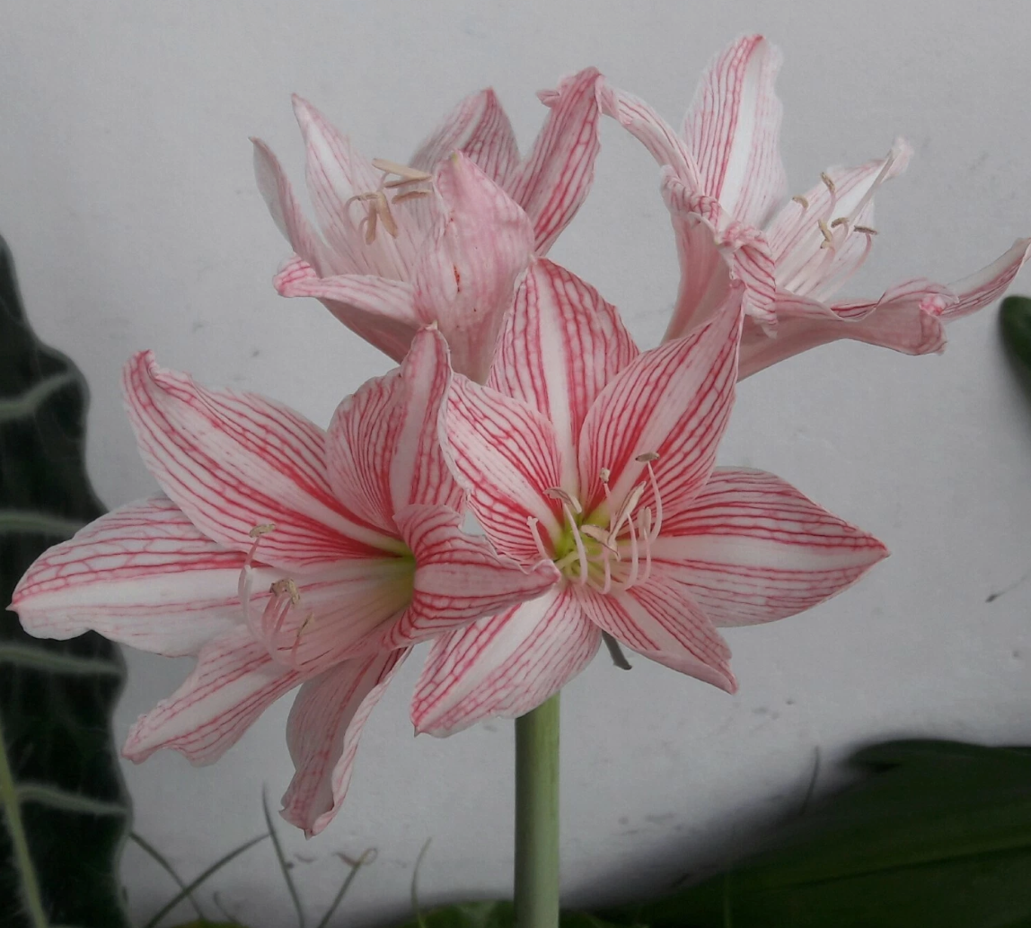 Hippeastrum Reticulatum 4 Pieces Seeds