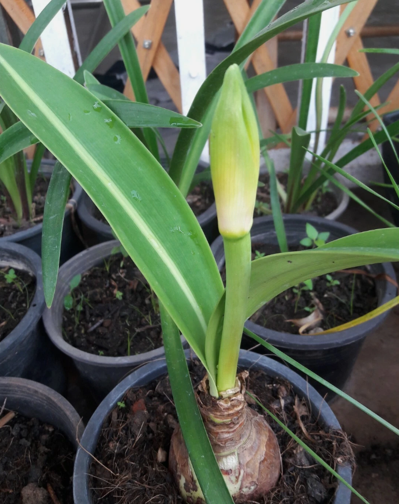 Hippeastrum Reticulatum 4 Pieces Seeds