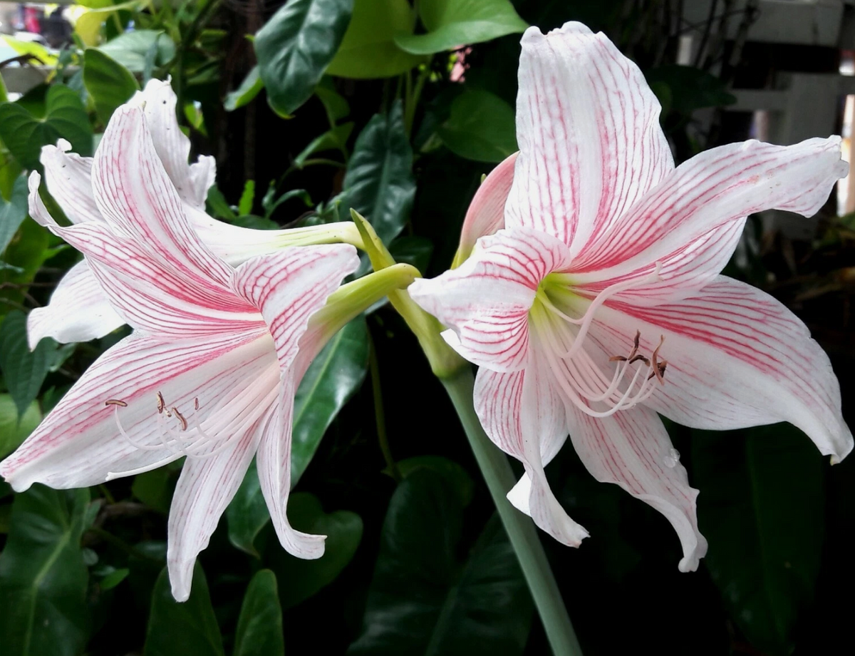 Hippeastrum Reticulatum 4 Pieces Seeds