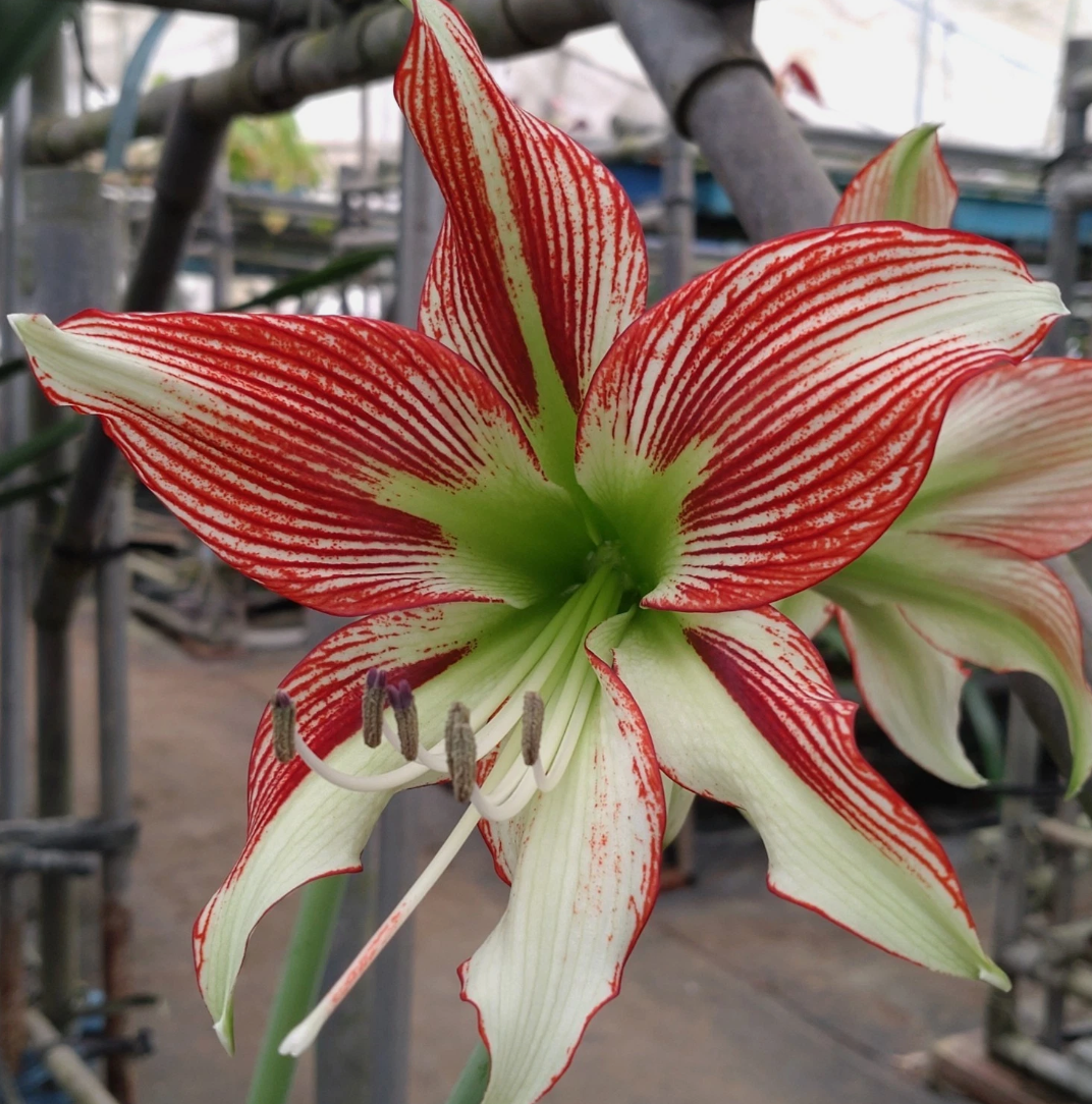 Hippeastrum cv. 'Papilio Master' 4 Pieces Seeds
