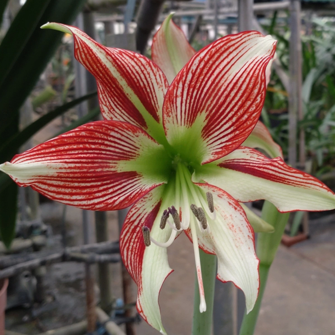 Hippeastrum cv. 'Papilio Master' 4 Pieces Seeds