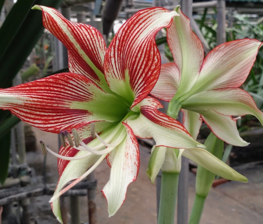 Hippeastrum cv. 'Papilio Master' 4 Pieces Seeds