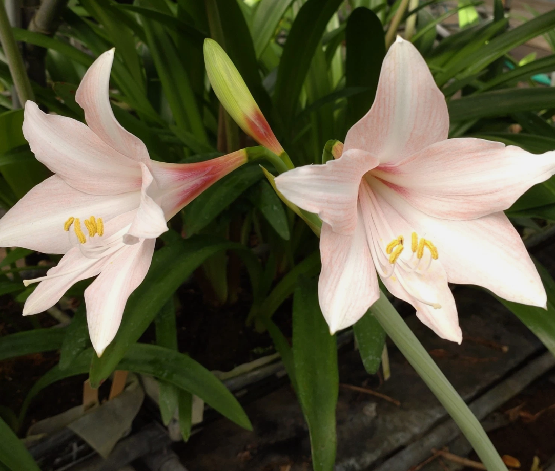 Hippeastrum cv. 'Sakura Grace' 4 Pieces Seeds