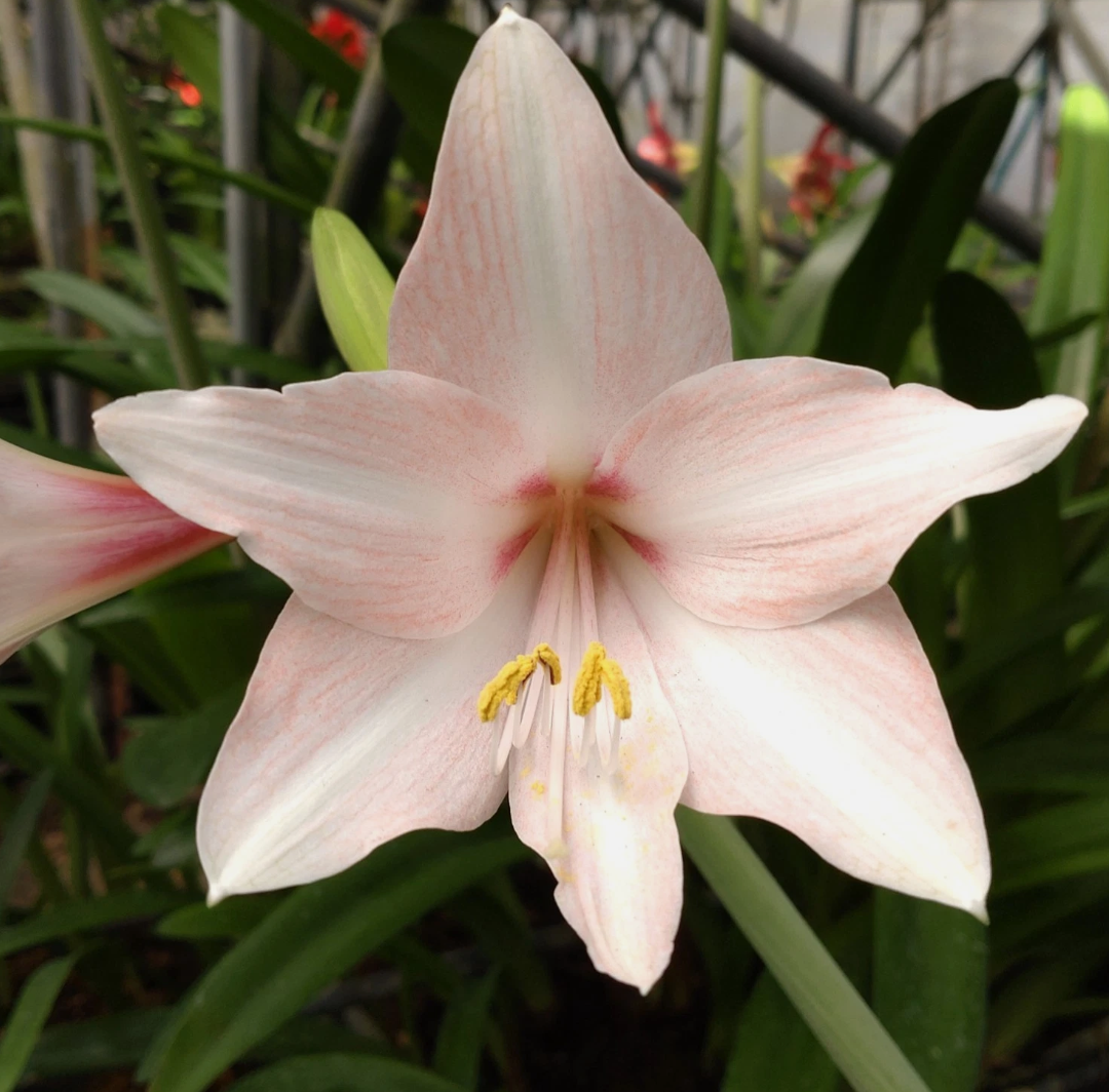Hippeastrum cv. 'Sakura Grace' 4 Pieces Seeds