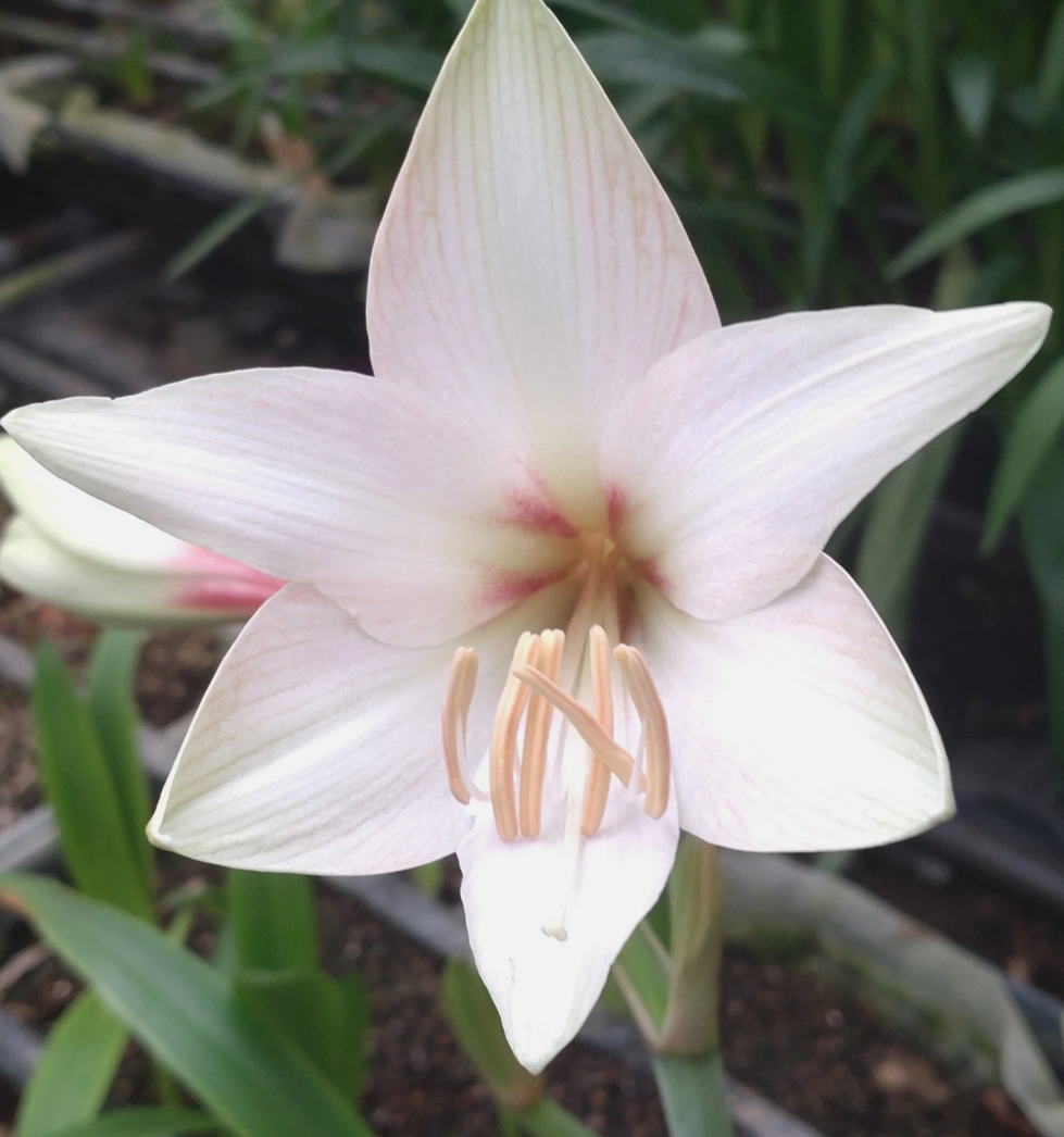 Hippeastrum cv. 'Miyara' 4 Pieces Seeds