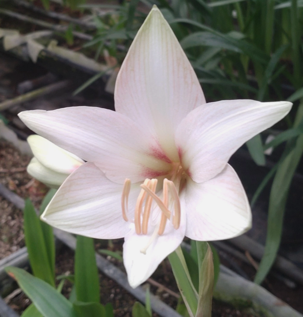 Hippeastrum cv. 'Miyara' 4 Pieces Seeds
