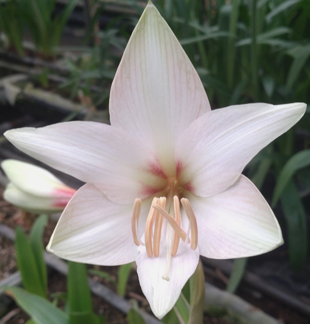Hippeastrum cv. 'Miyara' 4 Pieces Seeds