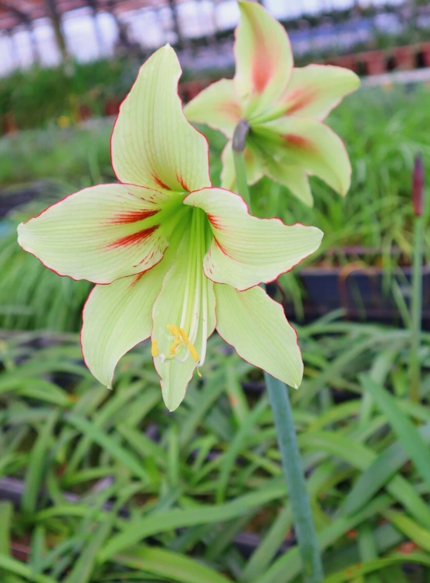 Hippeastrum cv. 'Yume Mitai' 4 Pieces Seeds