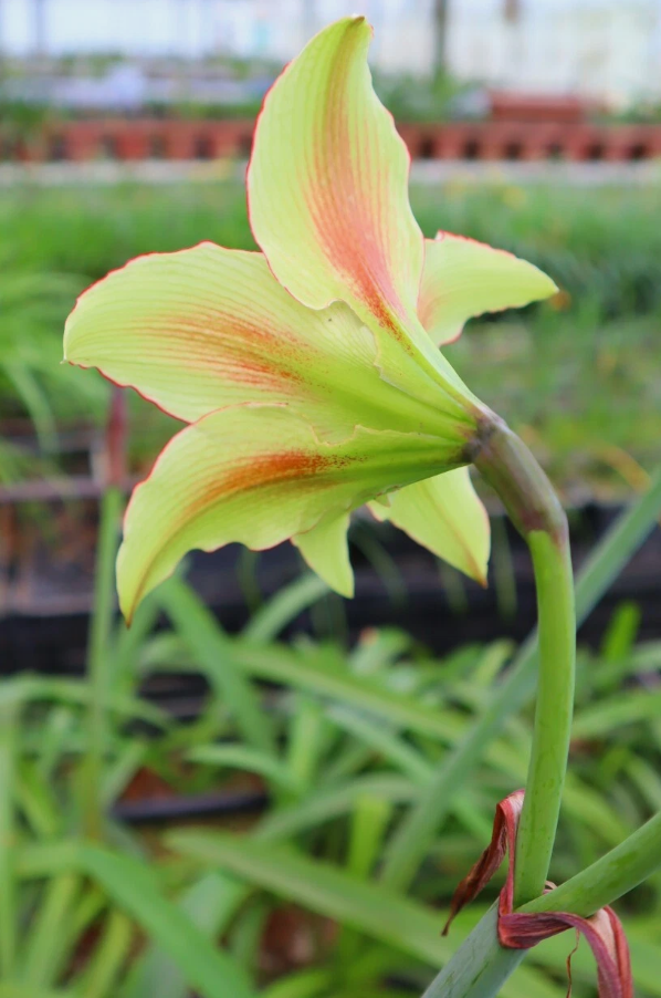 Hippeastrum cv. 'Yume Mitai' 4 Pieces Seeds