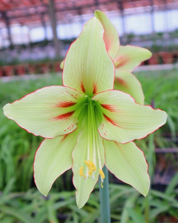 Hippeastrum cv. 'Yume Mitai' 4 Pieces Seeds