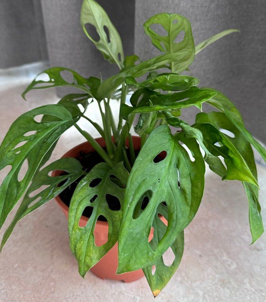 Monstera Obliqua 5 Pieces Seeds