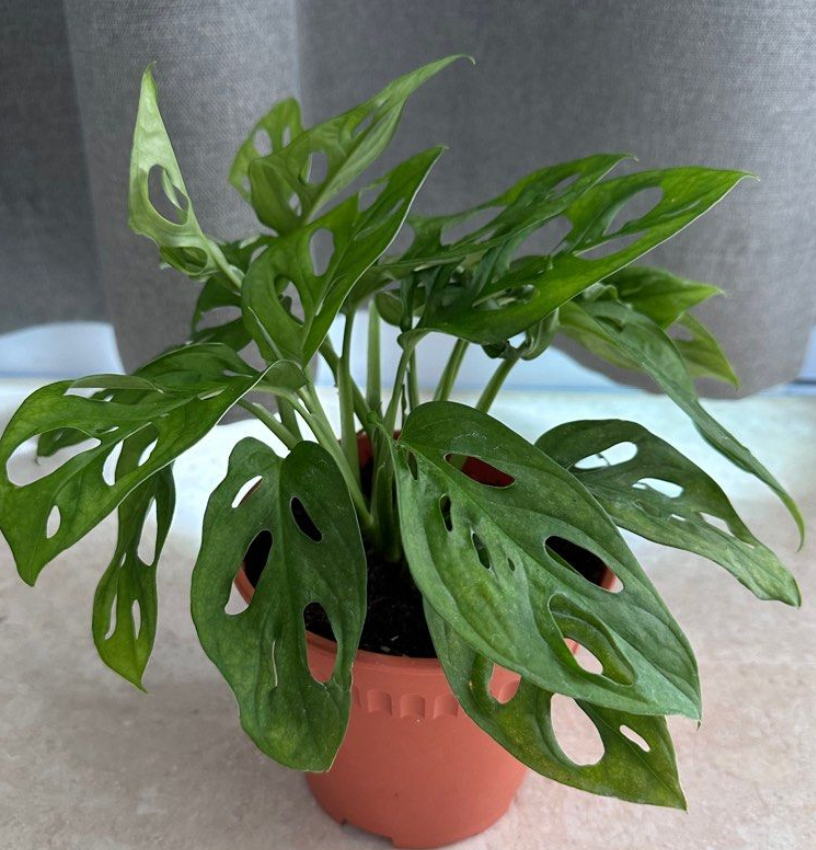 Monstera Obliqua 5 Pieces Seeds