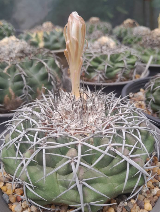 Discocactus semicampaniflorus 10 Pieces Seeds