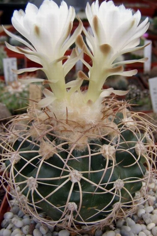 Discocactus bahiensis v.gracilis 10 Pieces Seeds
