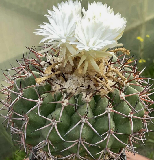 Discocactus sp. De Crominea 10 Pieces Seeds