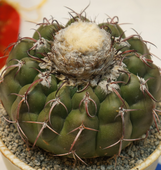 Discocactus crystallophilus 10 Pieces Seeds