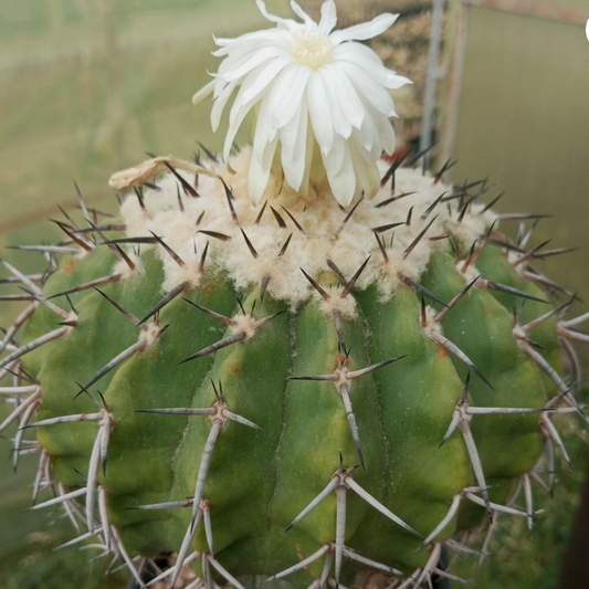 Discocactus latispinus 10 Pieces Seeds