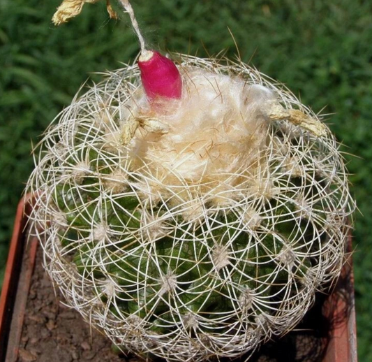 Discocactus araneispinus 10 Pieces Seeds