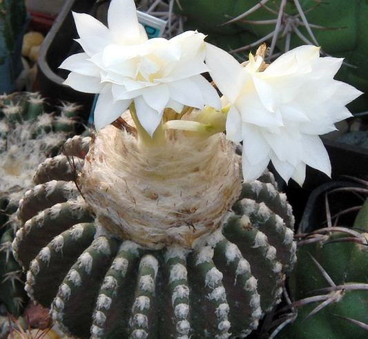 Discocactus woutersianus 10 Pieces Seeds
