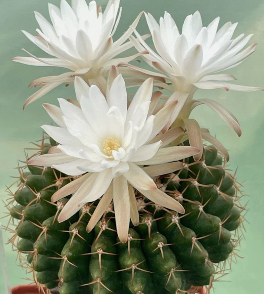 Discocactus mamillosus 10 Pieces Seeds