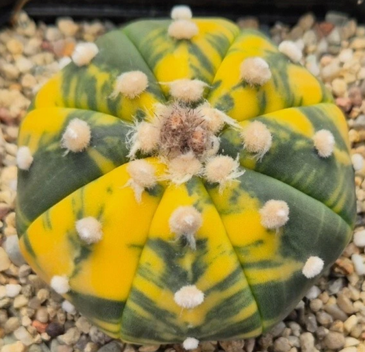 Astrophytum asterias f.variegata 10 Pieces Seeds