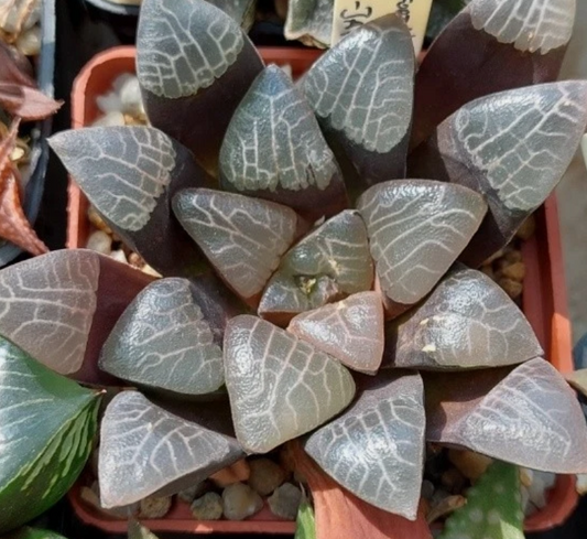 Haworthia bayeri -Japan- x bayeri f.variegata 10 Pieces Seeds