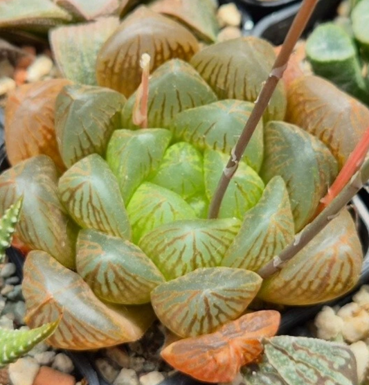 Haworthia obtusa ‘Purple Dodson’ x obtusa hybrid mix 10 Pieces Seeds