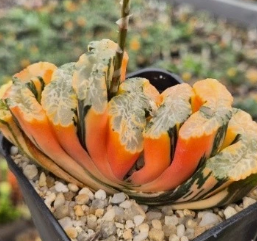 Haworthia truncata -Japan- mix x truncata f.variegata 10 Pieces Seeds