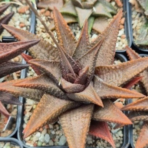 Haworthia koelmaniorum hybrid mix 10 Pieces Seeds
