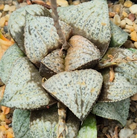 Haworthia splendens hybrid mix 10 Pieces Seeds