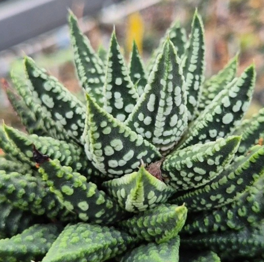 Haworthia pumila 'Donut' mix 10 Pieces Seeds