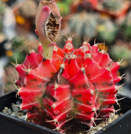 Gymnocalycium mihanovichii ‘Mexican Cherry’ 10 Pieces Seeds