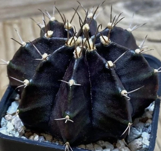 Gymnocalycium mihanovichii 'Black Widow' 10 Pieces Seeds