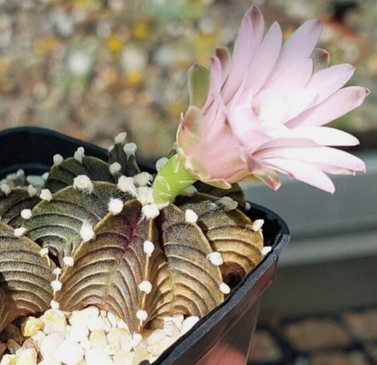 Gymnocalycium friedrichii 10 Pieces Seeds