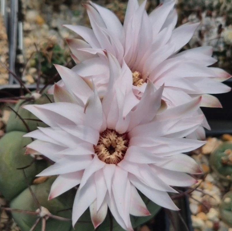 Gymnocalycium cabreraense 10 Pieces Seeds