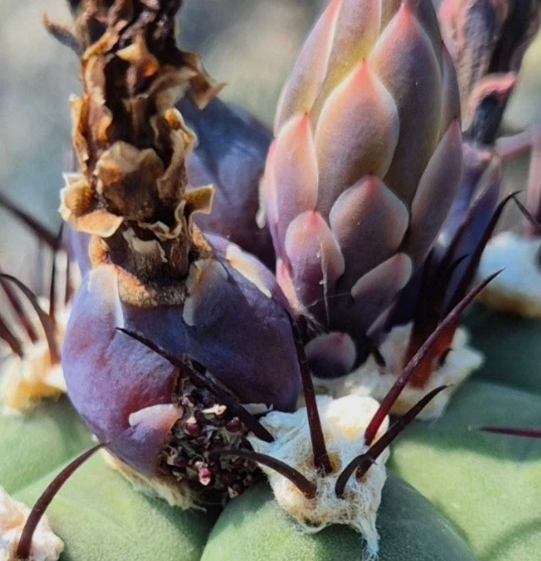Gymnocalycium cabreraense 10 Pieces Seeds