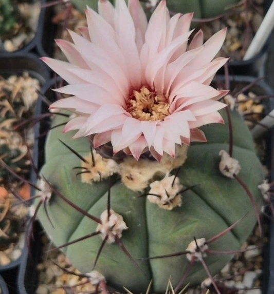 Gymnocalycium cabreraense 10 Pieces Seeds