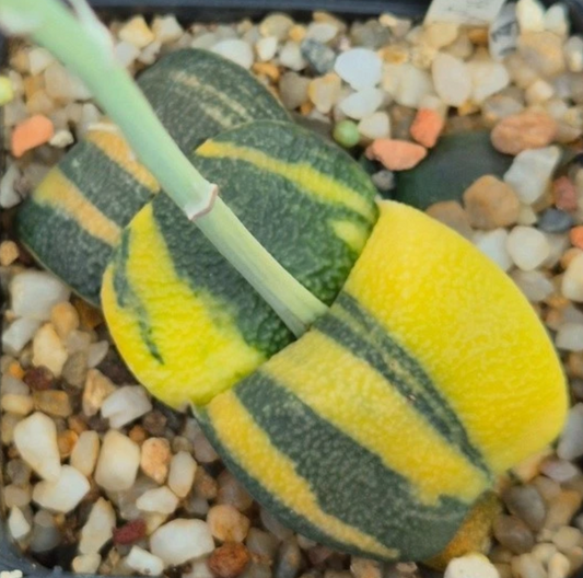 Gasteria armstrongii f.variegata 10 Pieces Seeds