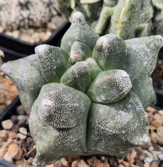 Astrophytum myriostigma ‘Kikko’ 10 Pieces Seeds