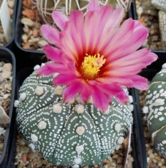 Astrophytum asterias 'Super Kabuto Akabana' 10 Pieces Seeds